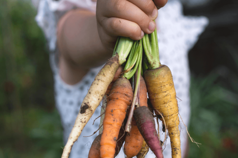 agricultura biológica